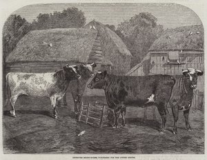 Továbbfejlesztett Short-horns, az Egyesült Államok számára vásárolt